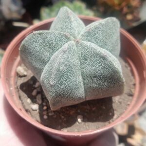 Astrophytum Myriostigma