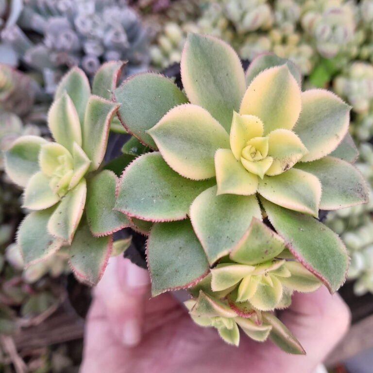Aeonium Kiwi