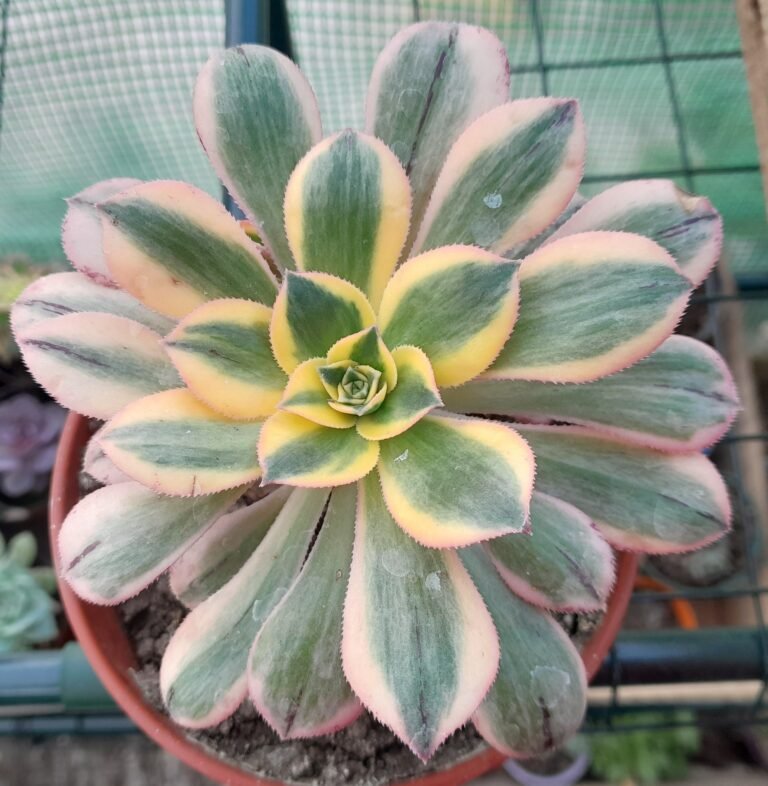 Aeonium Sunburst