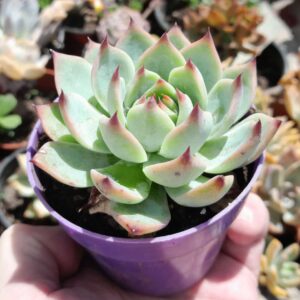 Echeveria Beatrice