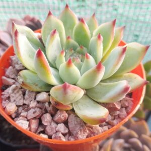 Echeveria Beatrice