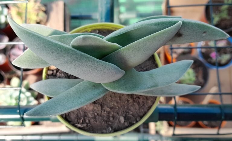 Crassula falcata