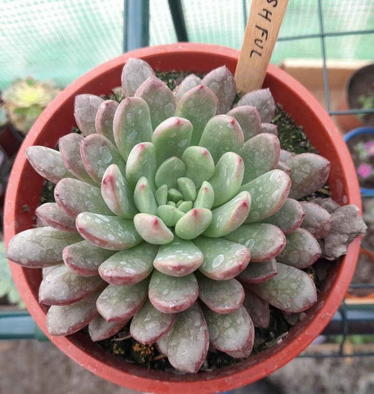 Graptoveria Bashful