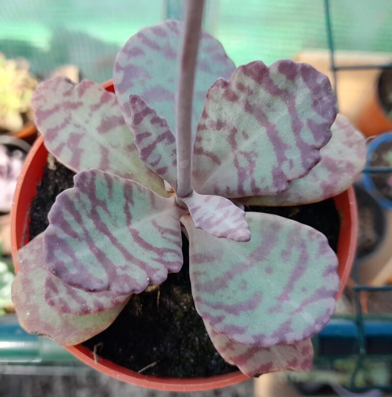 Kalanchoe humilis
