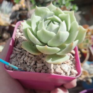 Echeveria Lola