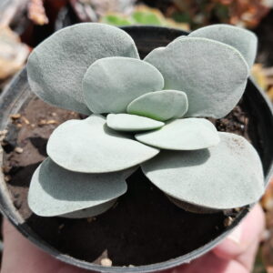 Crassula Morgan Beauty