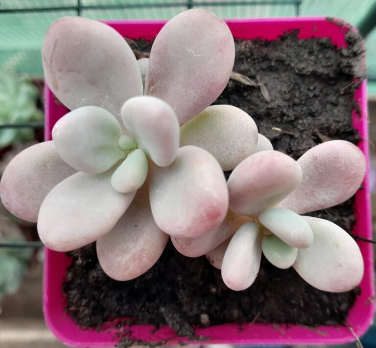 Pachyphytum bracteosum pink