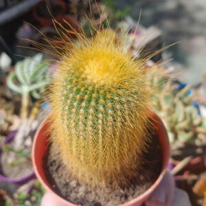 Parodia leninghausii