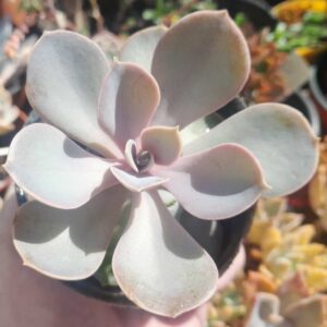 Echeveria Perle von Nurnberg