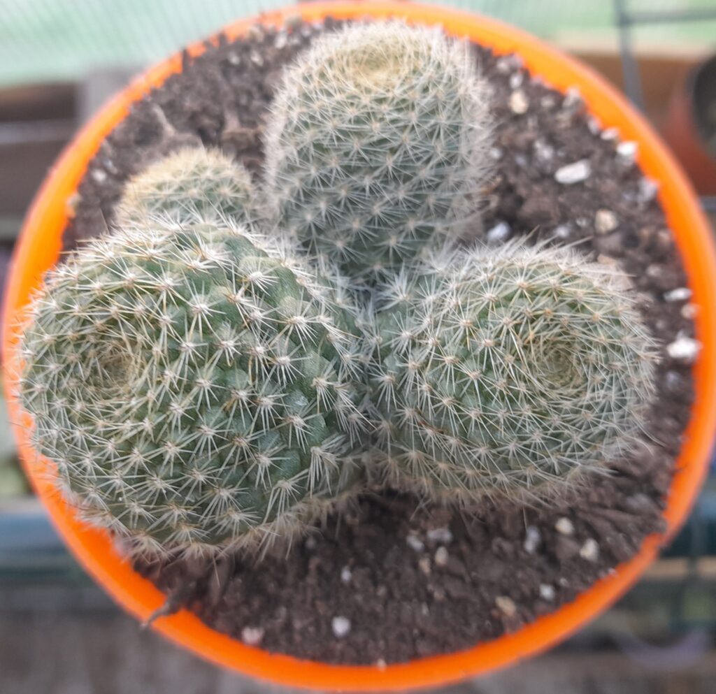 Cactus