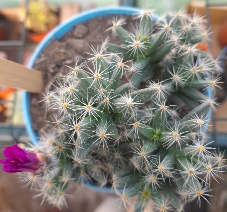 Trichodiadema densum