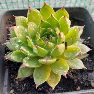 Sempervivum calcareum