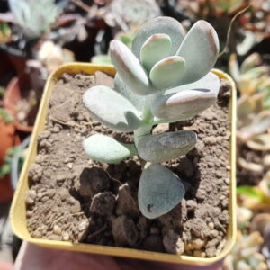 Cotyledon orbiculata oophylla