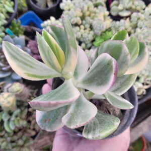 Crassula Ovata Variegata