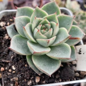 Echeveria Fabiola