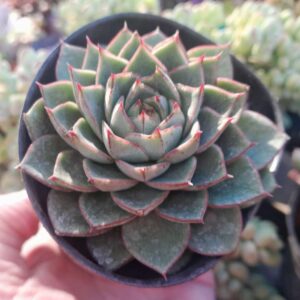 Echeveria Fabiola