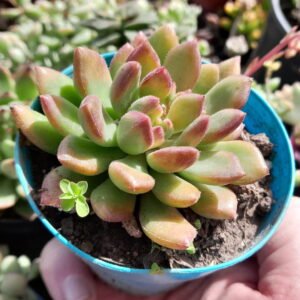 Echeveria Frida Kahlo