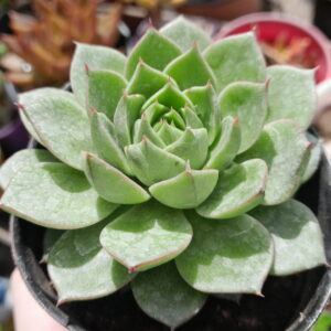 Echeveria Fabiola