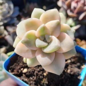 Graptopetalum Victor Kane variegada