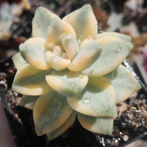 Graptopetalum Victor Kane variegada