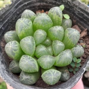 Haworthia Cooperi Truncata