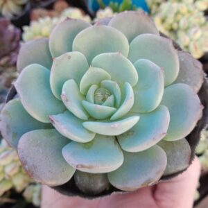 Echeveria azulita