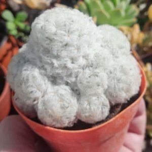 Mammillaria plumosa