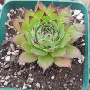 Sempervivum calcareum