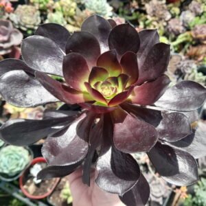 Aeonium Arboreum Zwartkop