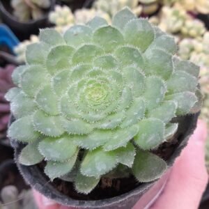 Aeonium Tabuliforme
