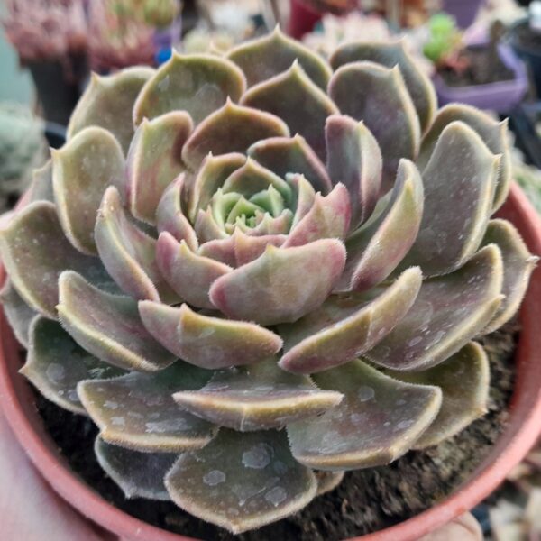 Echeveria Brown Rose