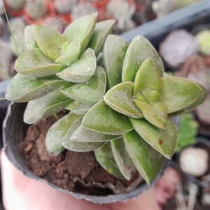 Crassula Springtime