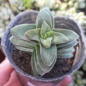 Crassula Springtime