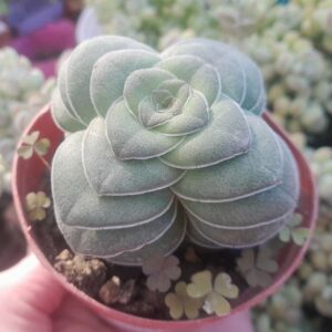 Crassula hemisphaerica