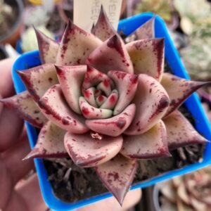 Echeveria Agavoides Romeo