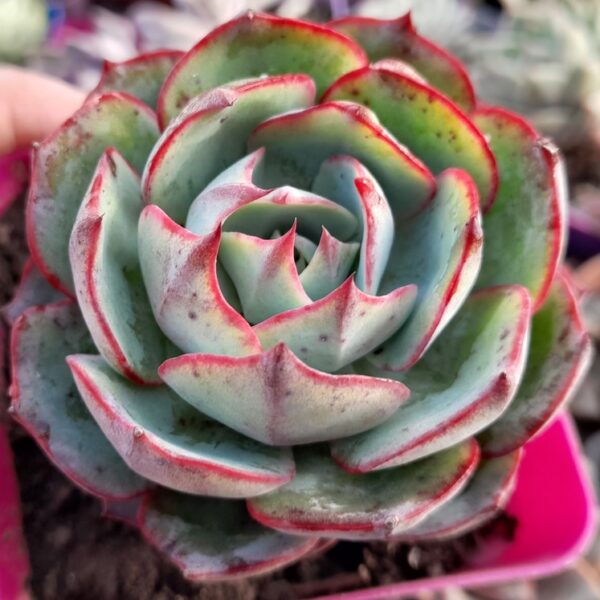 Echeveria Amistar