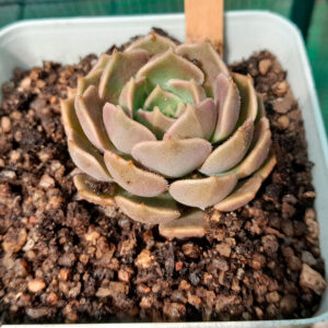 Echeveria Brown rose