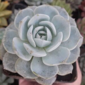 Echeveria Caly Argentea