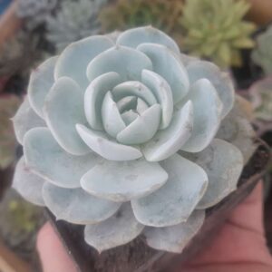 Echeveria Caly Argentea