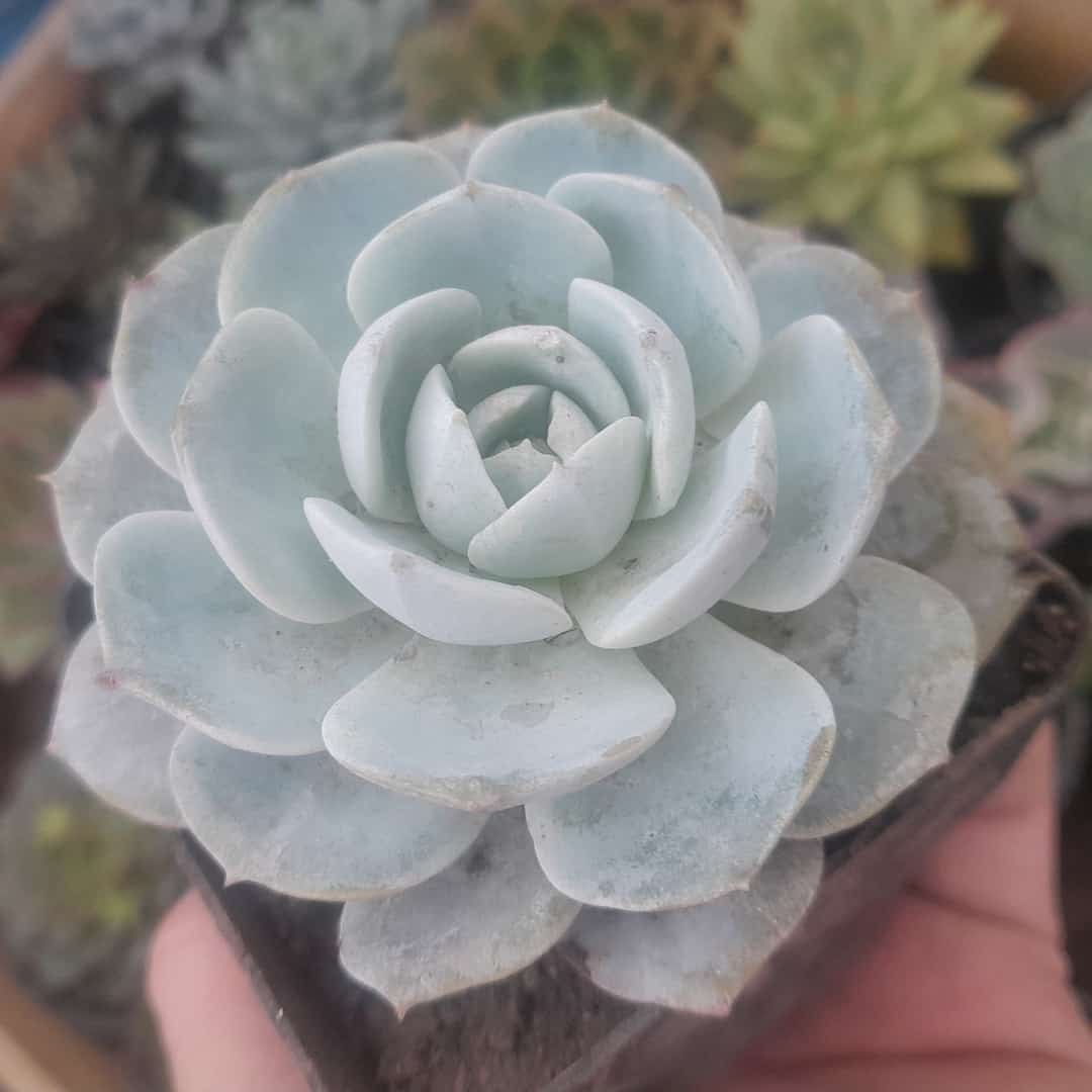 Echeveria Caly Argentea