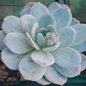 Echeveria Caly Argentea