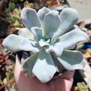 Echeveria Crispate Beauty