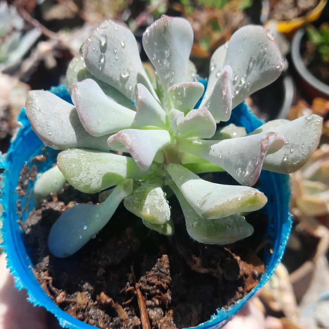 Echeveria Cubic Frost