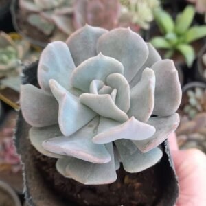 Echeveria Cubic Frost