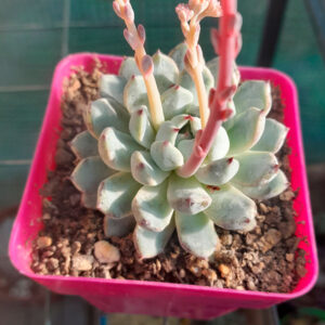 Echeveria Cuspidata gemula