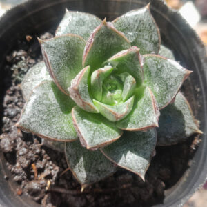 Echeveria Dionysos