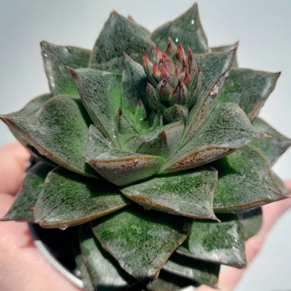 Echeveria Dionysos