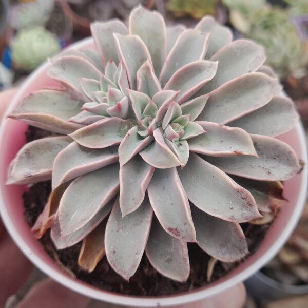 Echeveria Fantastic Fountain