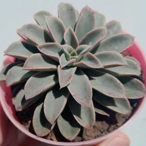 Echeveria Fantastic Fountain