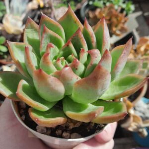 Echeveria Fire Pillar